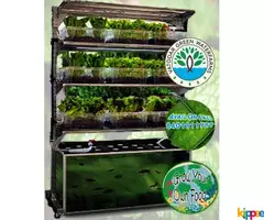 Hydroponics and Aquaponics System to Grow your own food - Image 1