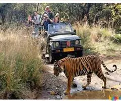 Tiger Safari Booking for Ranthambore National Park - Image 1