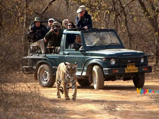 Book Ranthambore National Park Tour Packages - 1