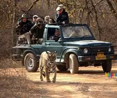 Book Ranthambore National Park Tour Packages - Image 1