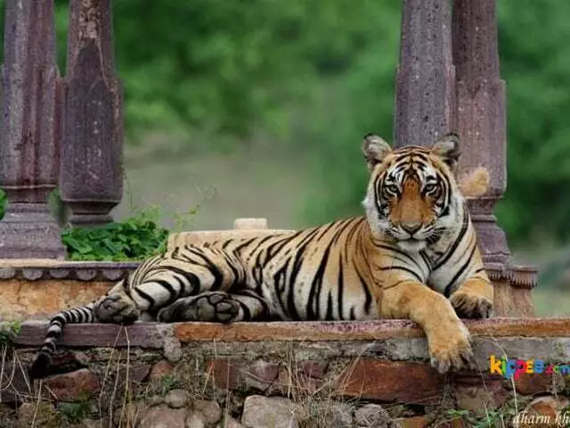 Book Ranthambore National Park Tour Packages - 3