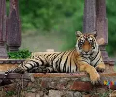 Book Ranthambore National Park Tour Packages - Image 3