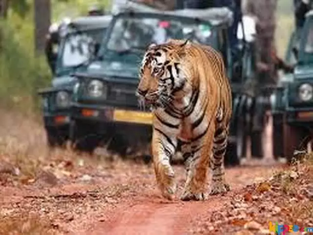 Book Ranthambore National Park Tour Packages - 4