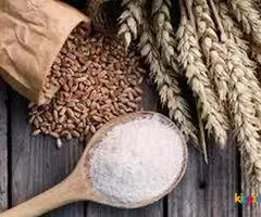 Bulk Durum Wheat Exporter