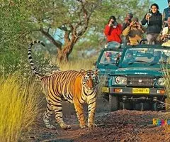 Best Ranthambore tour packages At Low prices