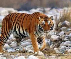 Corbett National  Park Package 2 Nights 3 Days INR:6900/- - Image 2