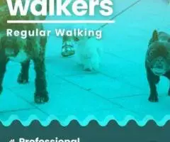 Dog walking services Hyderabad - Image 1