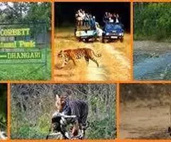 Corbett National  Park Package 2 Nights 3 Days - Image 3