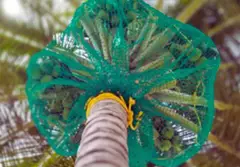Best Coconut Tree Safety Net Service Provider in Bangalore. Call "Menorah CocoNets" - 6362539199 - Image 1