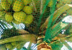Best Coconut Tree Safety Net Service Provider in Bangalore. Call "Menorah CocoNets" - 6362539199 - Image 4