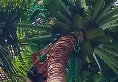 Coconut Tree Safety Nets in Mathikere, Bangalore | Call "Menorah CocoNets" - 6362539199 - Image 2